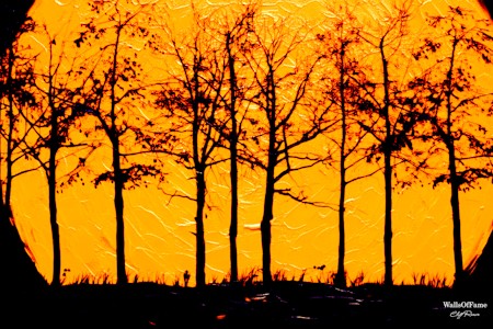 Fire, Nature, Outdoors, Plant, Silhouette, Sky, Sunset, Tree